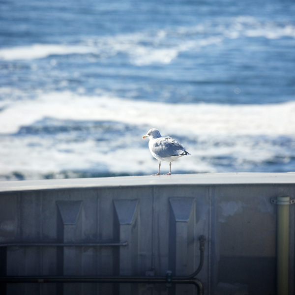 Molslinjen 20220922 3441 600X600