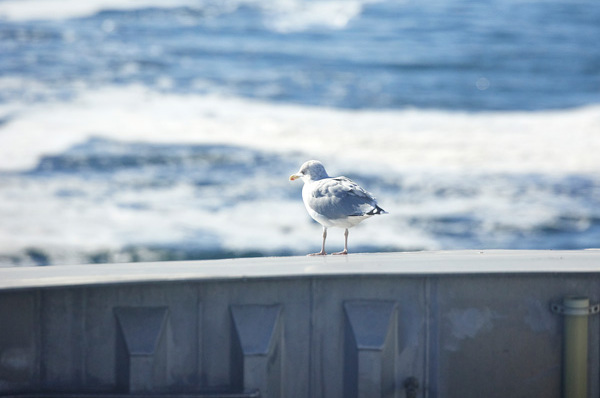 Molslinjen 20220922 3441 600X600