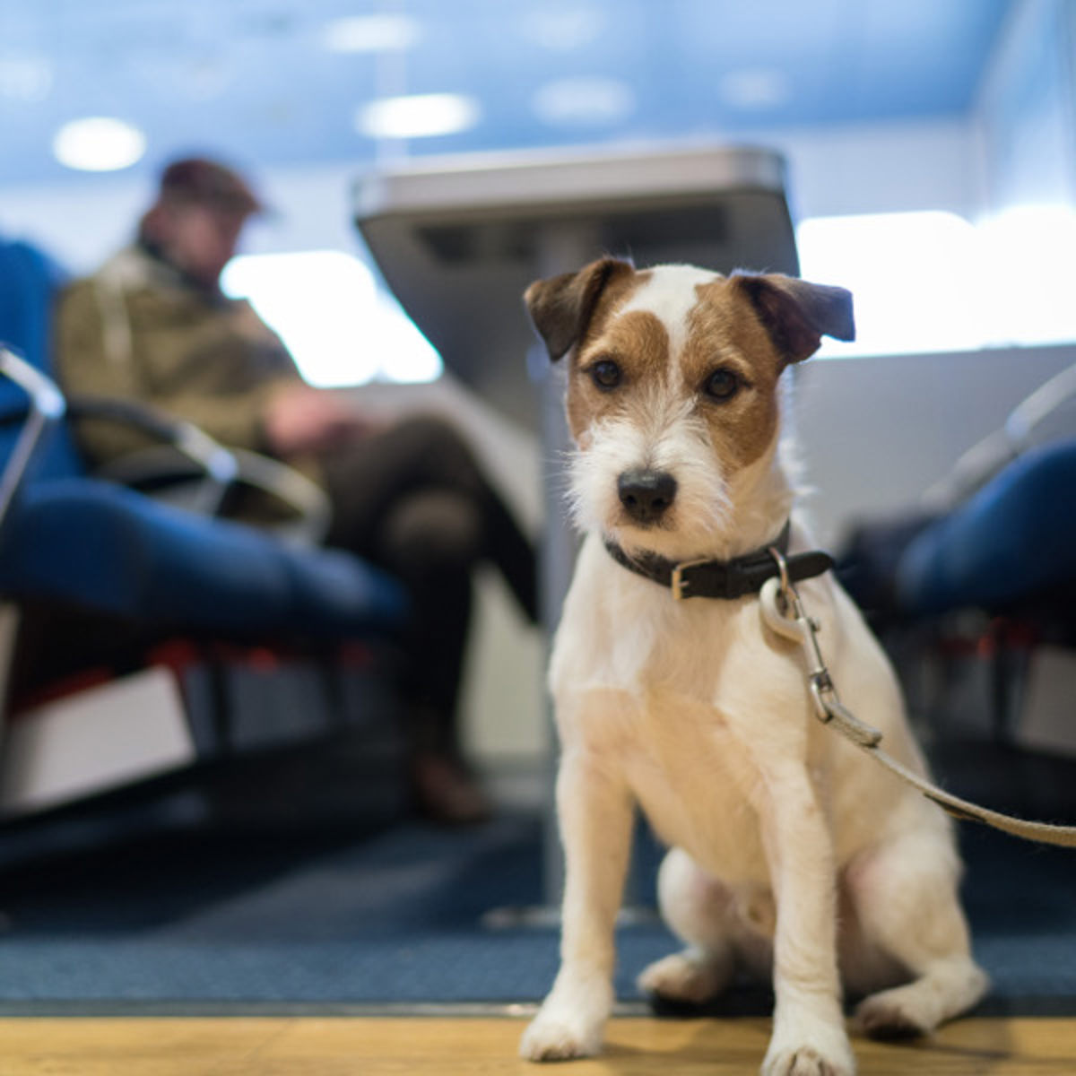 A Jack Russell terrier sits calmly on a leash aboard the ferry, enjoying the scenic journey across the water.