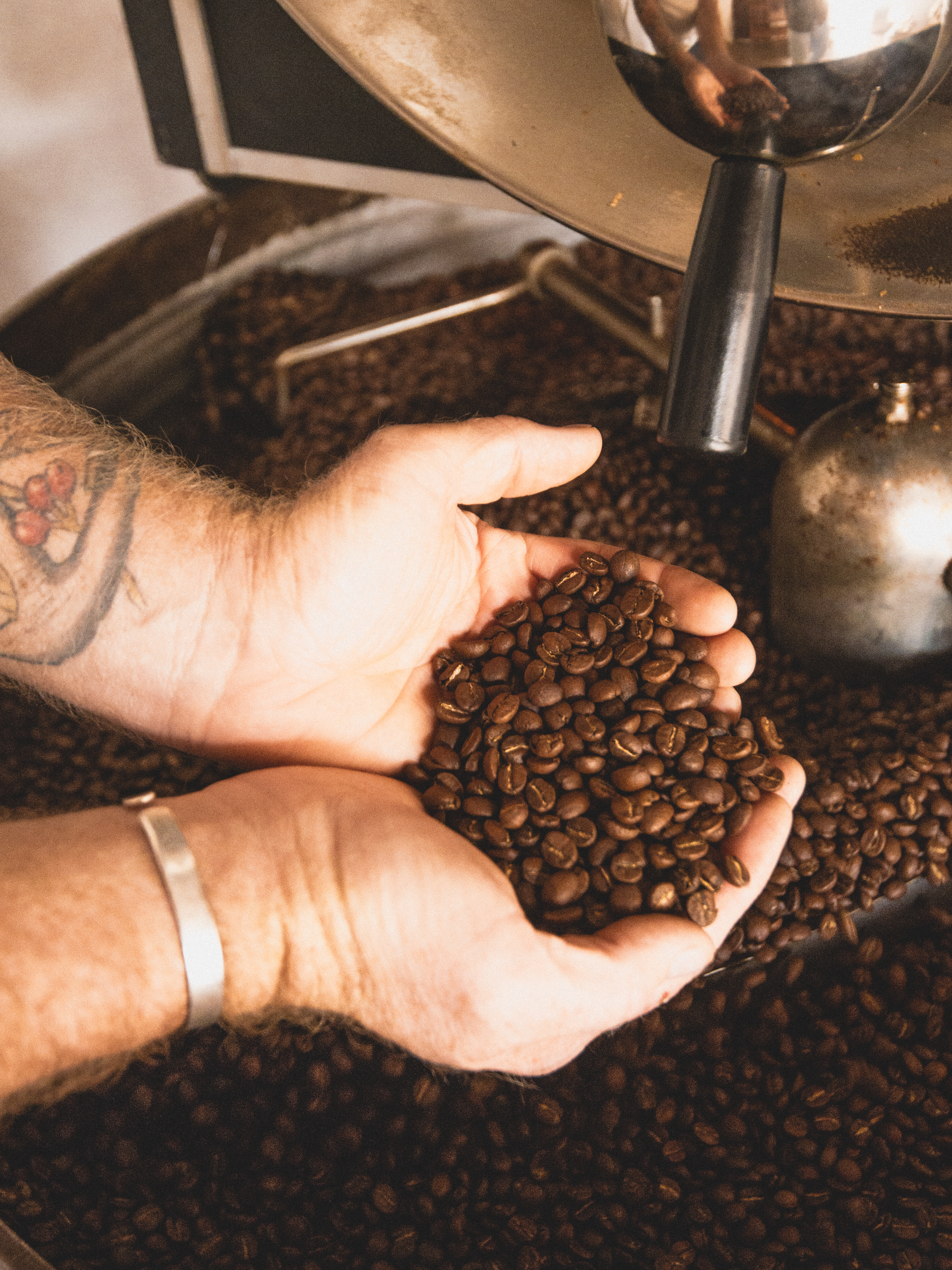 Hands holding roasted coffee beans over a coffee roasting machine, showcasing the rich texture of the Shangri La blend.