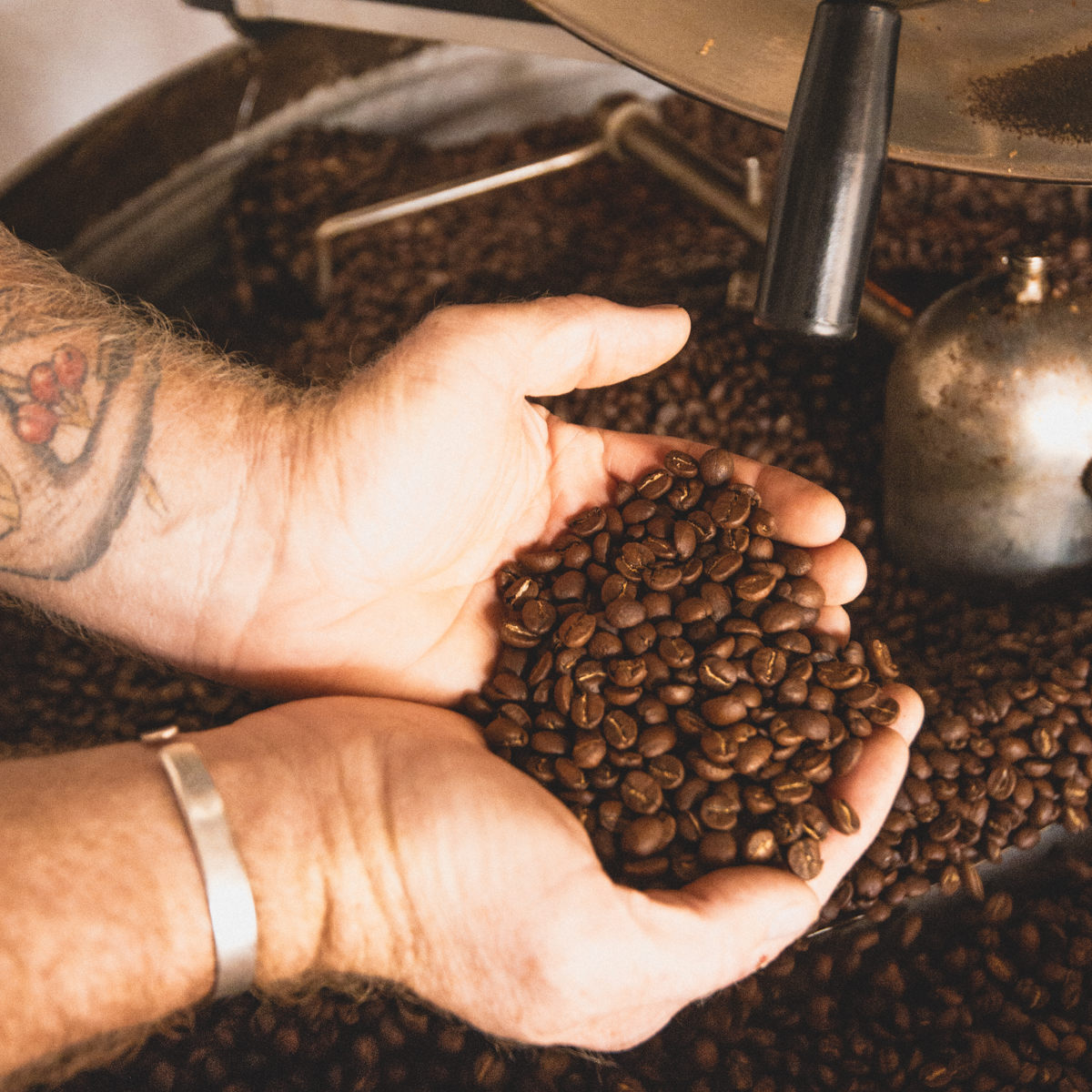 Hands holding roasted coffee beans over a coffee roasting machine, showcasing the rich texture of the Shangri La blend.