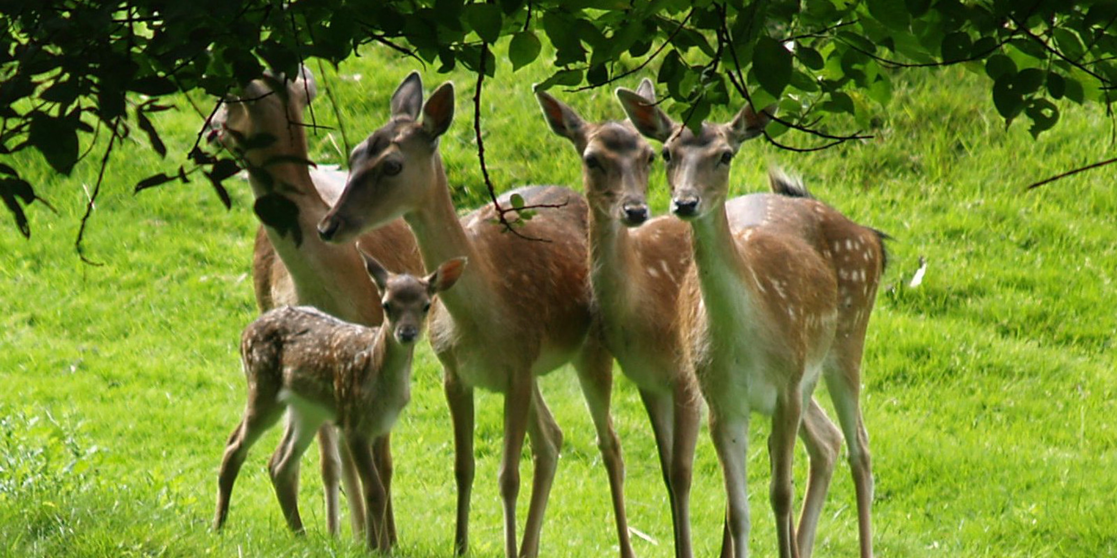 A group of deer are gathered on a green lawn.