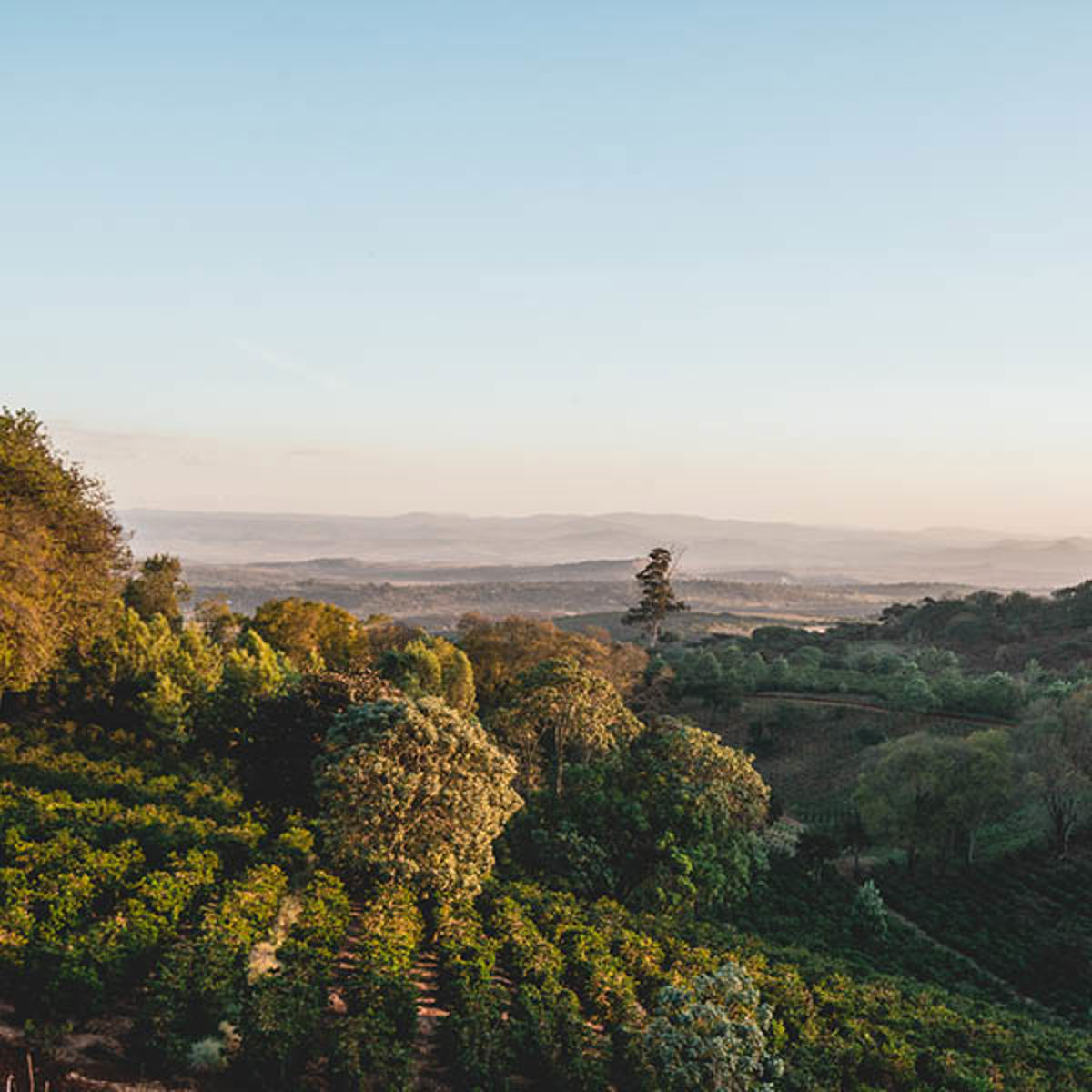 Aerial view of green fields and trees in a landscape with a valley view in morning light.