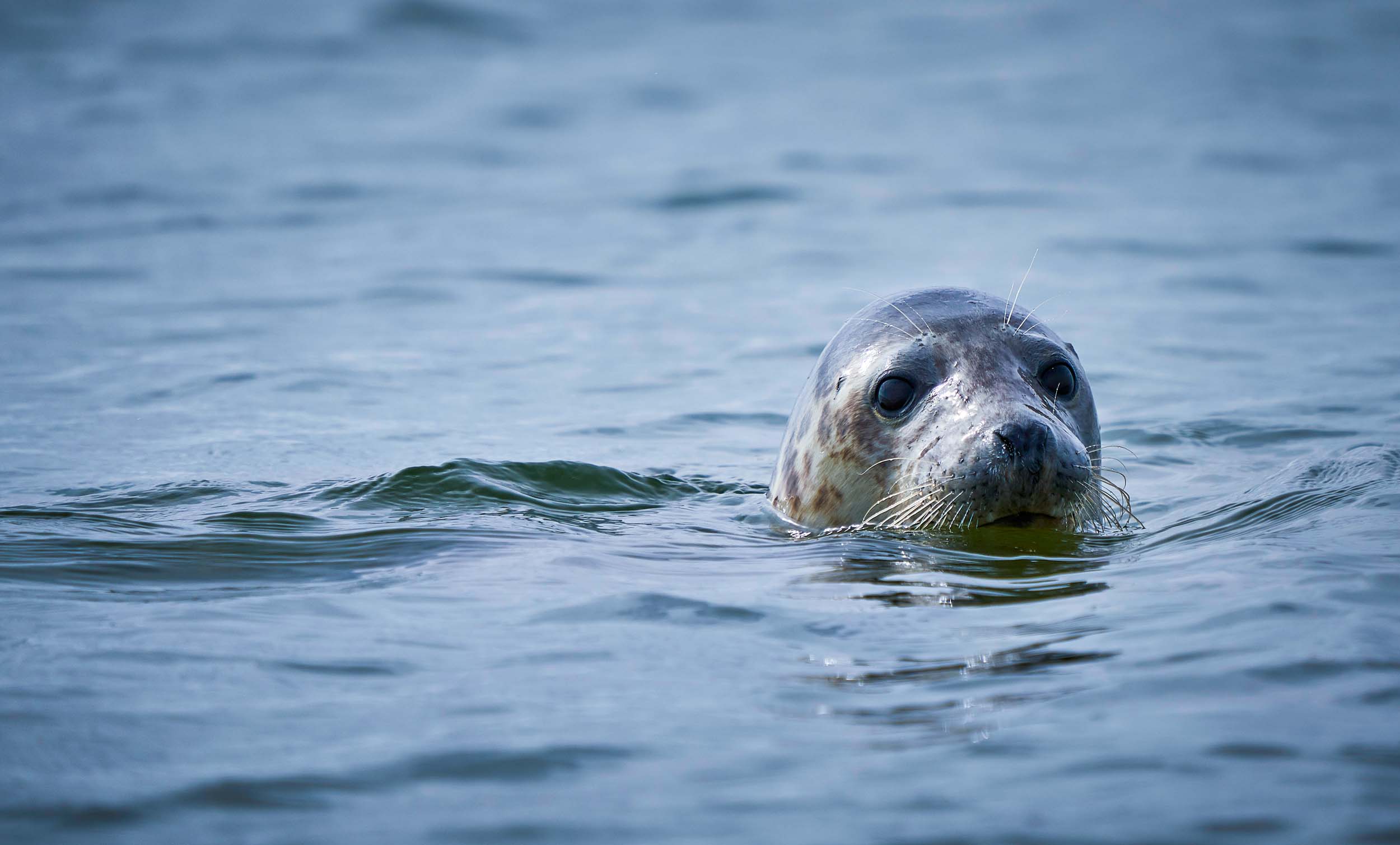 Molslinjen Fanoe A7r8508