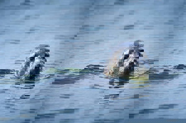 Molslinjen Fanoe A7r8508